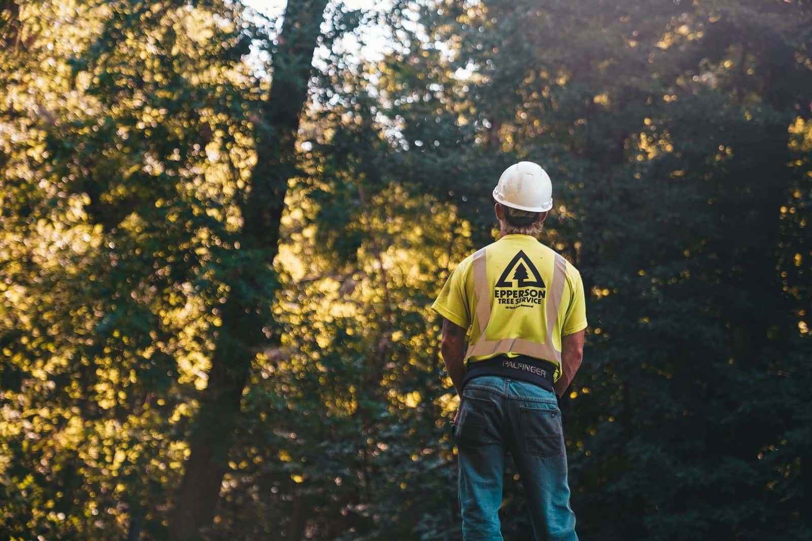 Tree worker in a hard hat looking up at trees to assess them