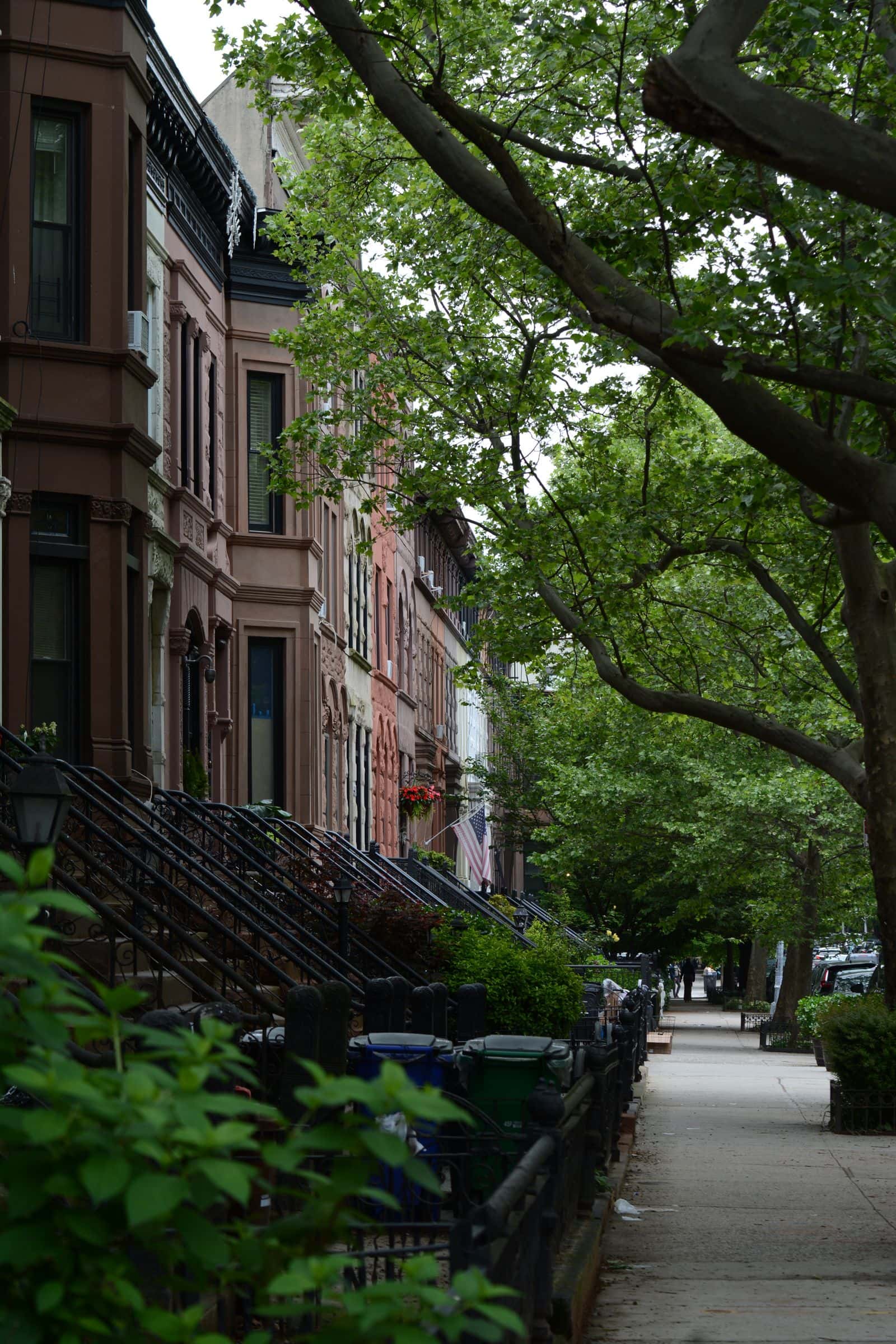 Mature street trees shading a row of brownstone houses