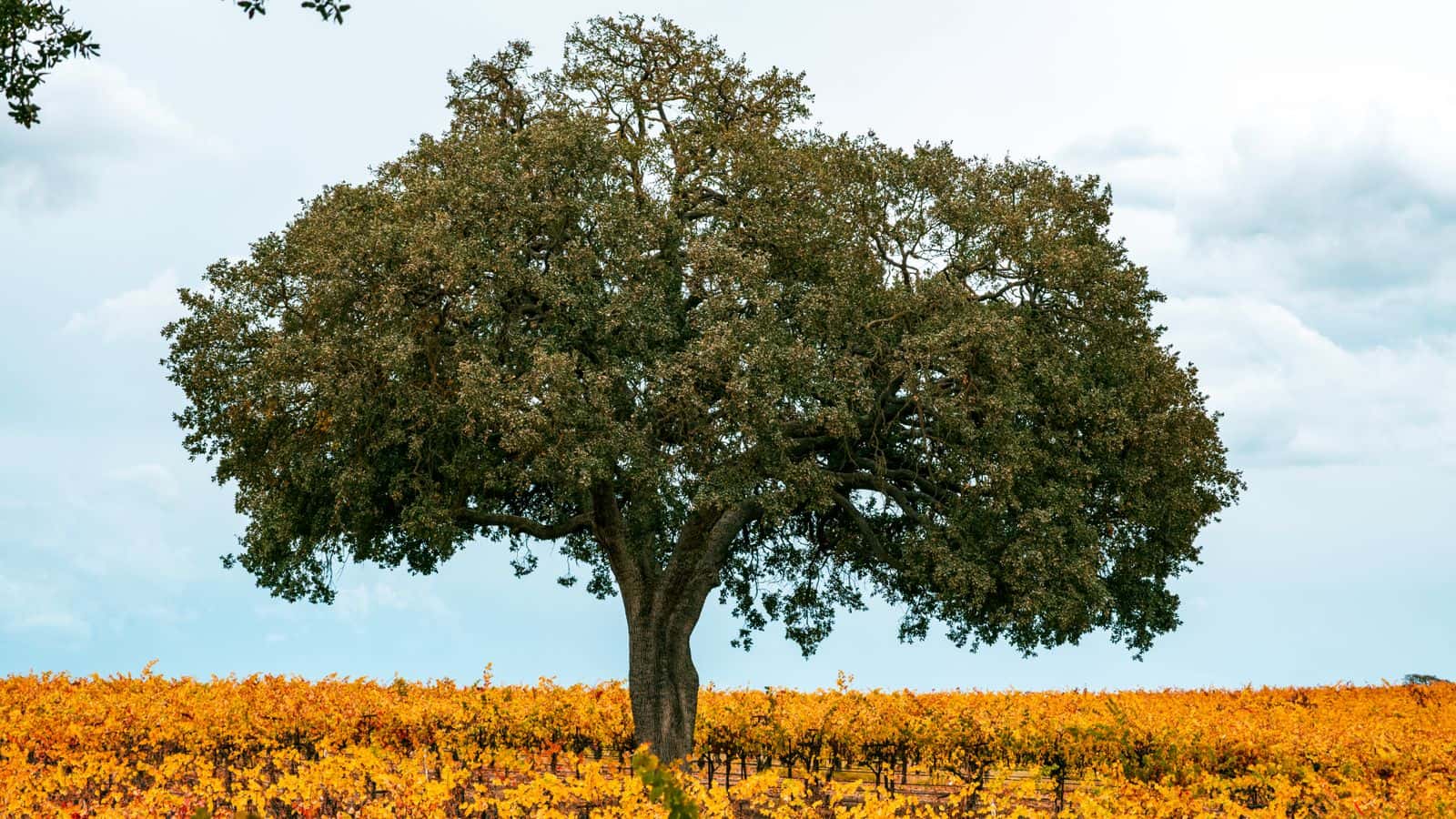 Broad, spreading oak tree standing alone in a California field