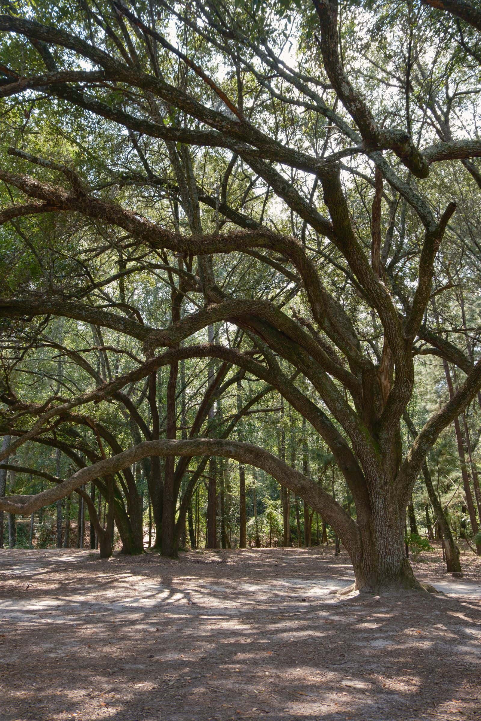 Arching canopy of large live oak limbs
