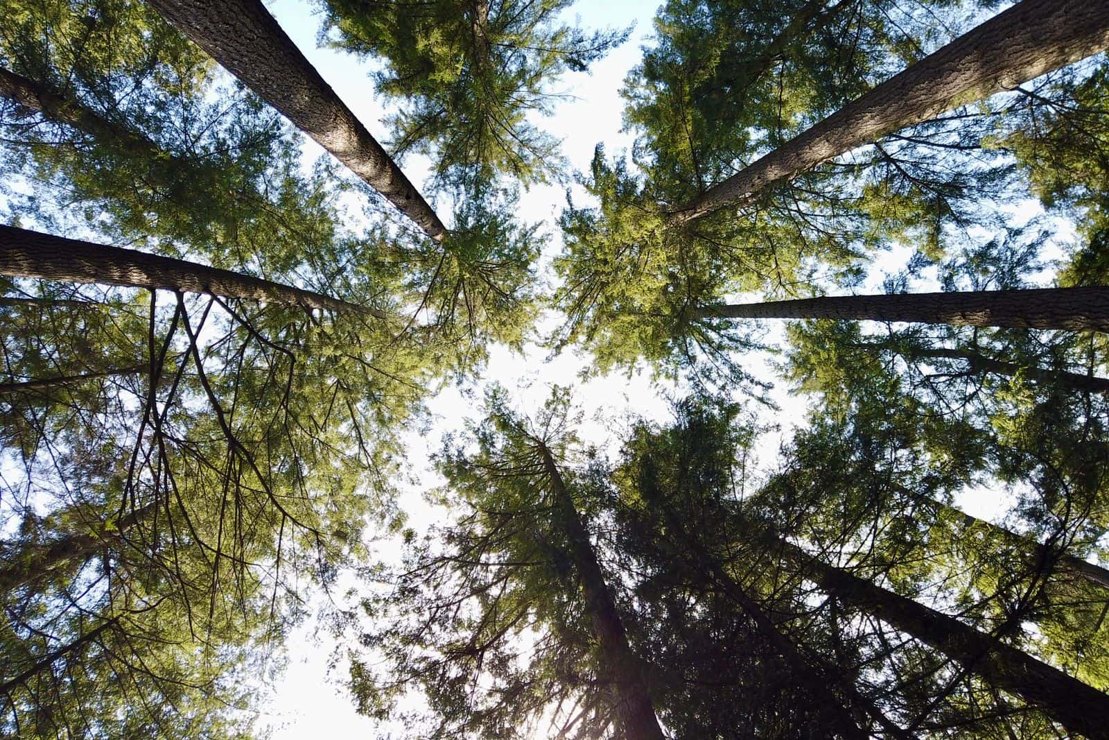 Looking straight up the trunks of very tall evergreen trees