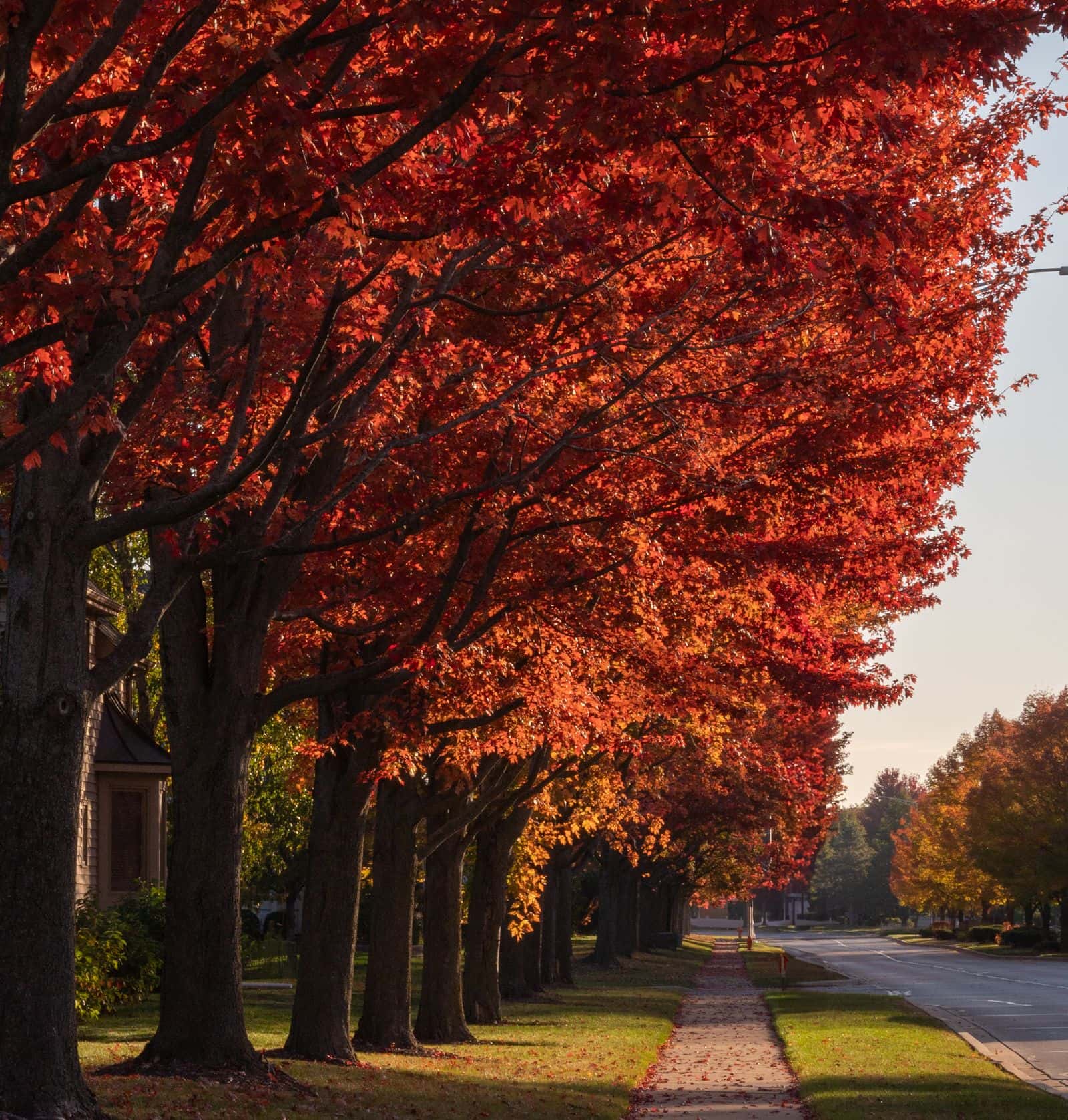 Maples in bright red fall color along a street