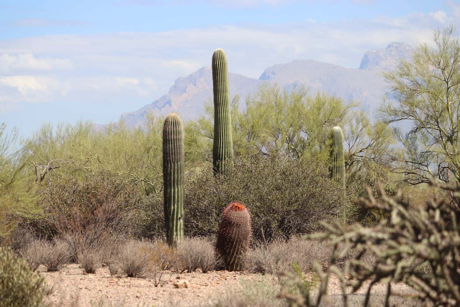 Saguaro cacti and desert trees with mountains in the background